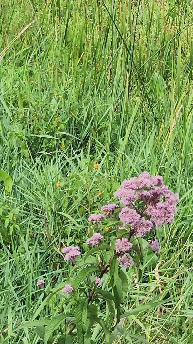 View of Arcadia Marsh Nature Preserve in Arcadia, MI