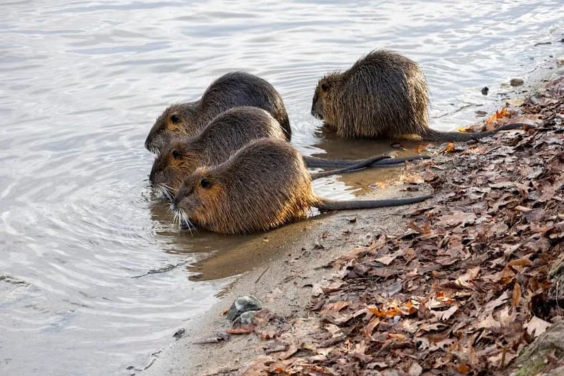 Archer's Island park in Roztoky, CZ