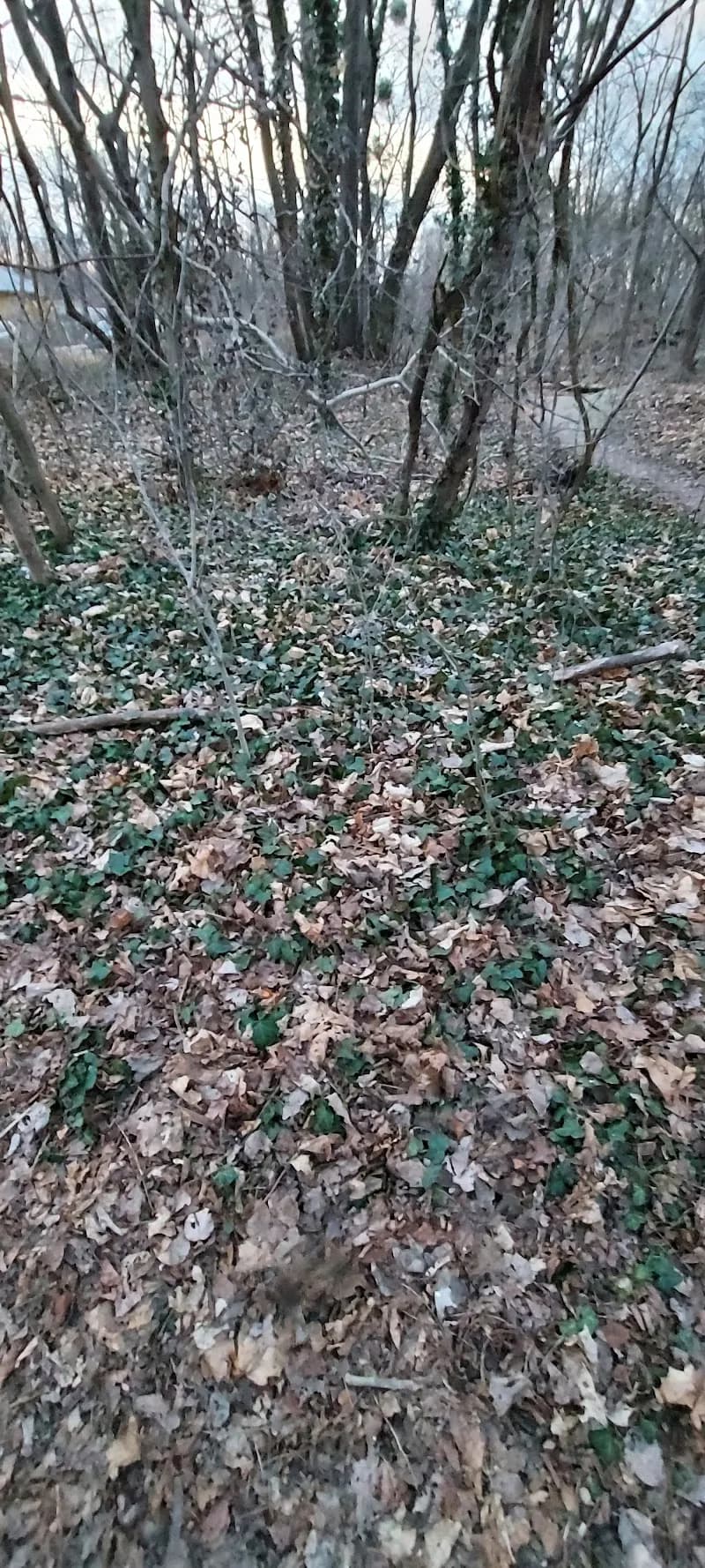 View of Aspern Quartierpark in Aspern, VIE