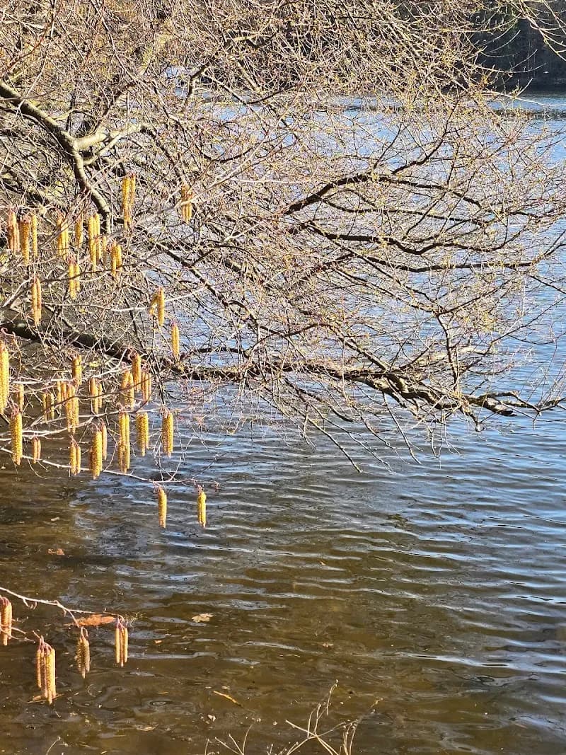 View of Badestelle Müggelspree in Müggelsberge, BE