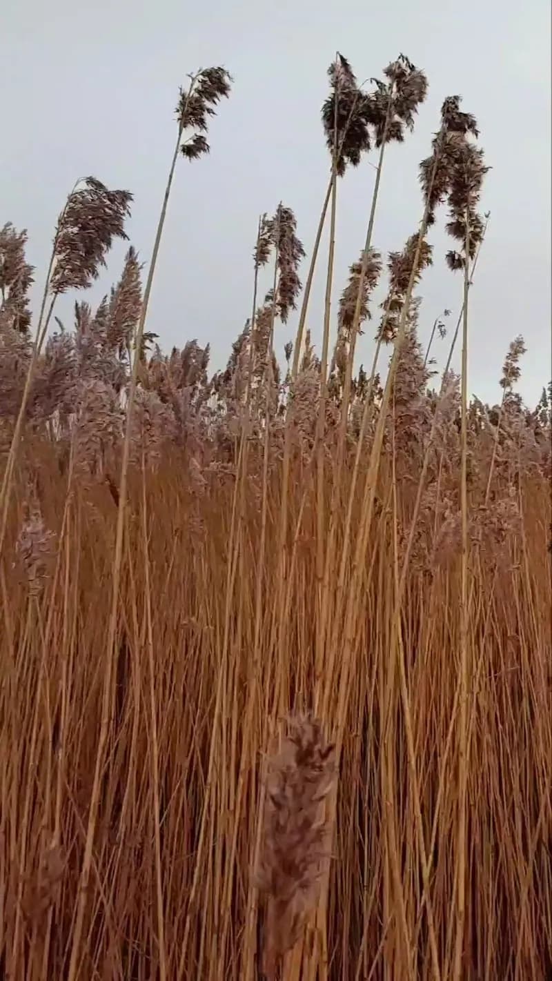 View of Baldoyle Racecourse Community Garden in Templeogue, D