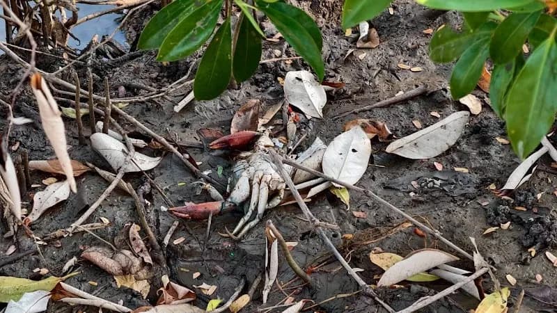 View of Bangpu Nature Education Centre in Samut Prakan, BKK