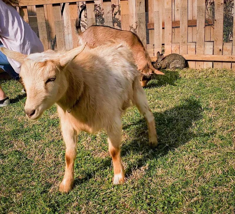 View of Barnyard Buddies Mobile Petting Zoo and Pony Ride Services in Riverside, CA