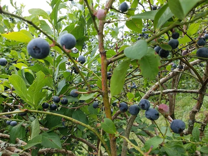 Baucom Blueberries farm in Apex, NC