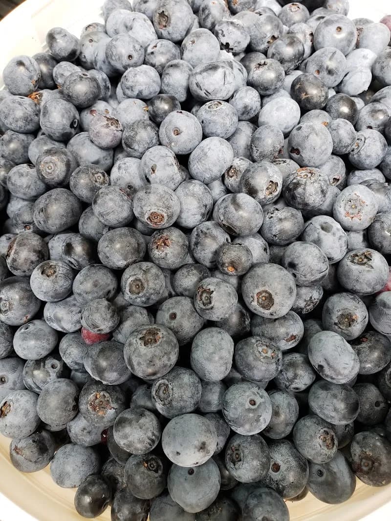View of Baucom Blueberries in Apex, NC