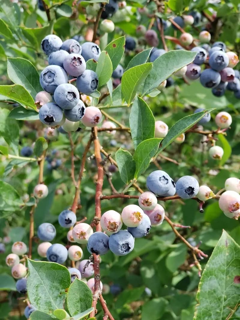 View of Baucom Blueberries in Apex, NC