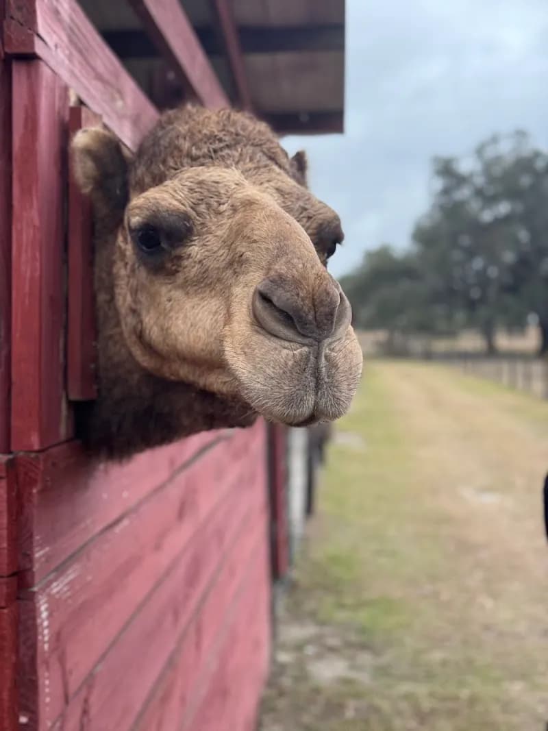 View of Beautiful Creatures Animal Ranch in Ocala, FL