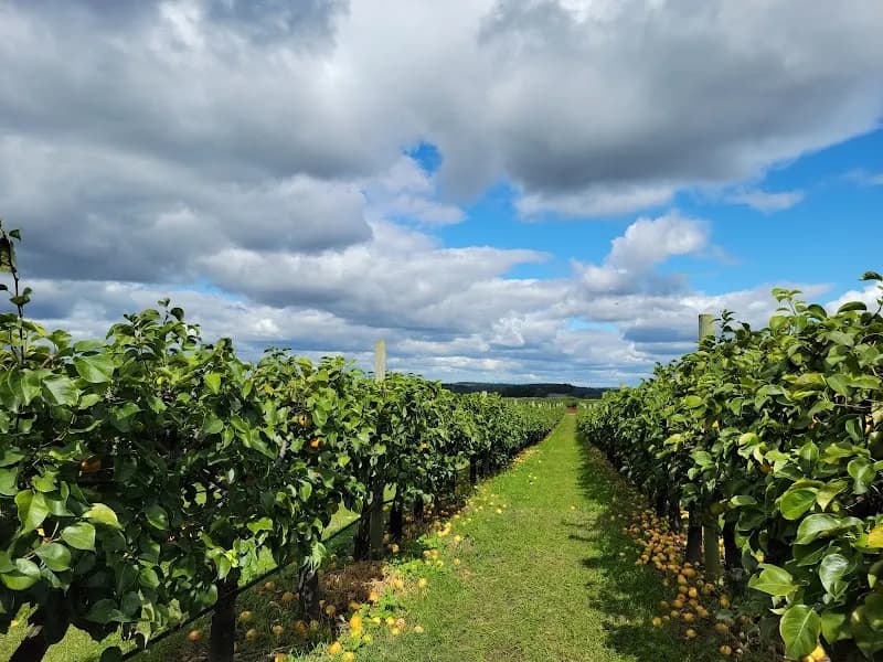 View of Belkin Family Lookout Farm - U-Pick Orchard - Taproom, Outdoor Dining and Market in Natick, MA