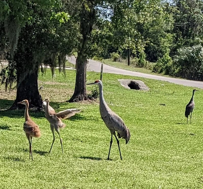 View of Belleview Woods Hiking Trail in Bellview, FL
