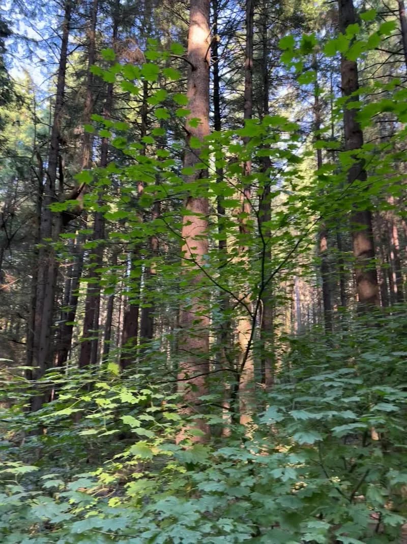 View of Bert Flinn Park in Port Moody, BC