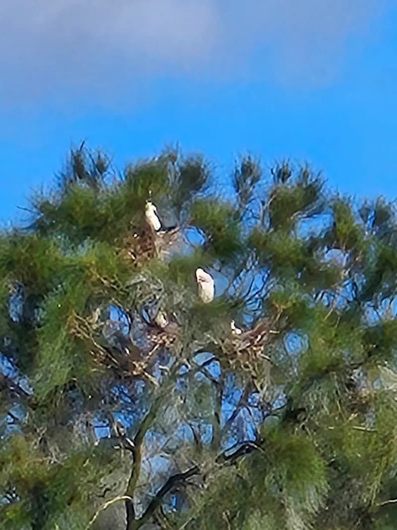 View of Bicentennial Park in Hornsby, NSW