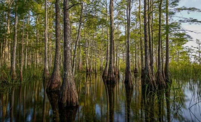 Big Cypress National Preserve nature preserve in Naples, FL