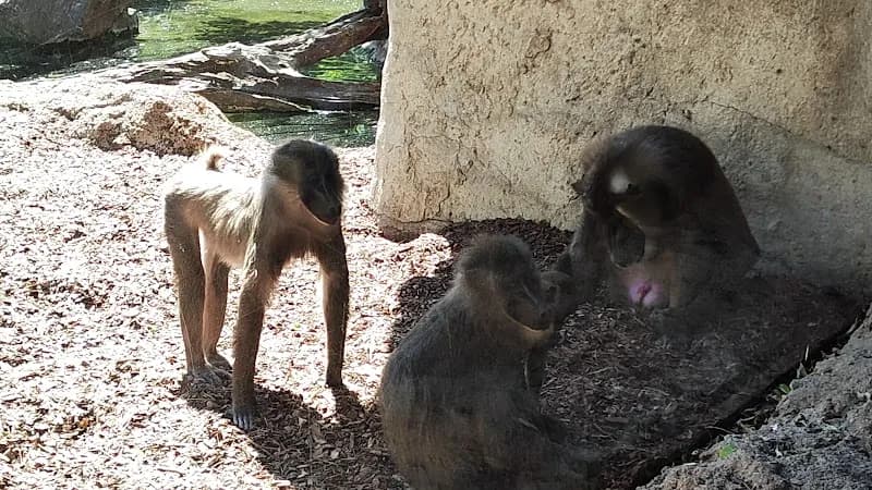 View of Bioparc Valencia in Valencia, VC