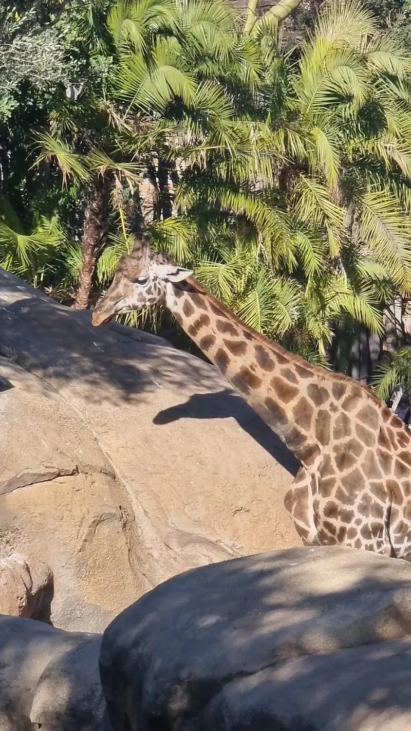 View of Bioparc Valencia in Valencia, VC