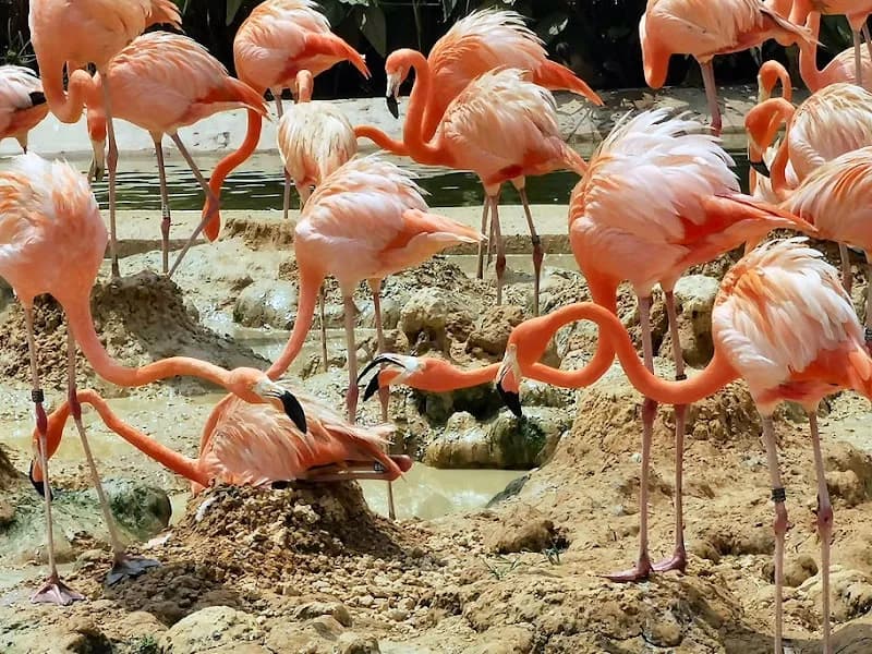 Bird Paradise wildlife park in Singapore, SG