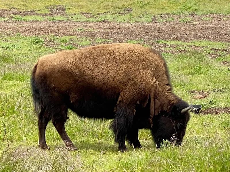 Bison Paddock zoo in Des Moines, IA