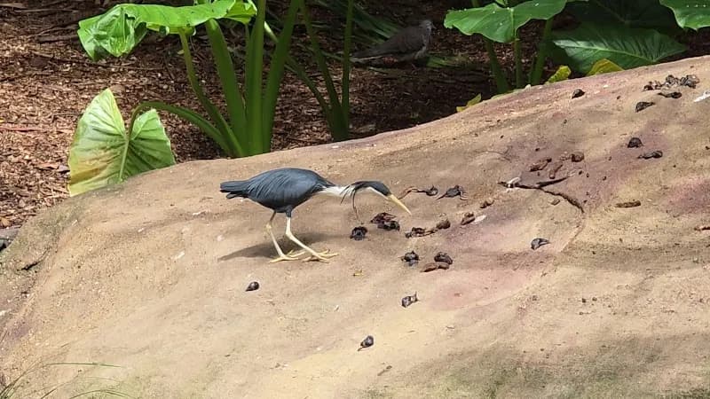 View of Blackbutt Nature Reserve in Newcastle, NSW