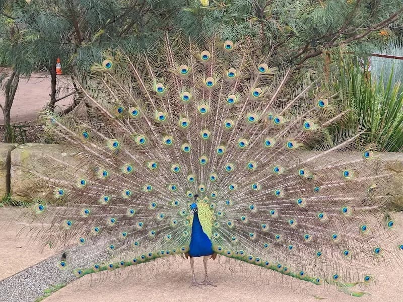 View of Blackbutt Nature Reserve in Newcastle, NSW