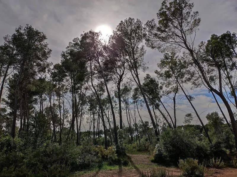 Bosc de Can Deu national park in Cerdanyola del Vallès, CT