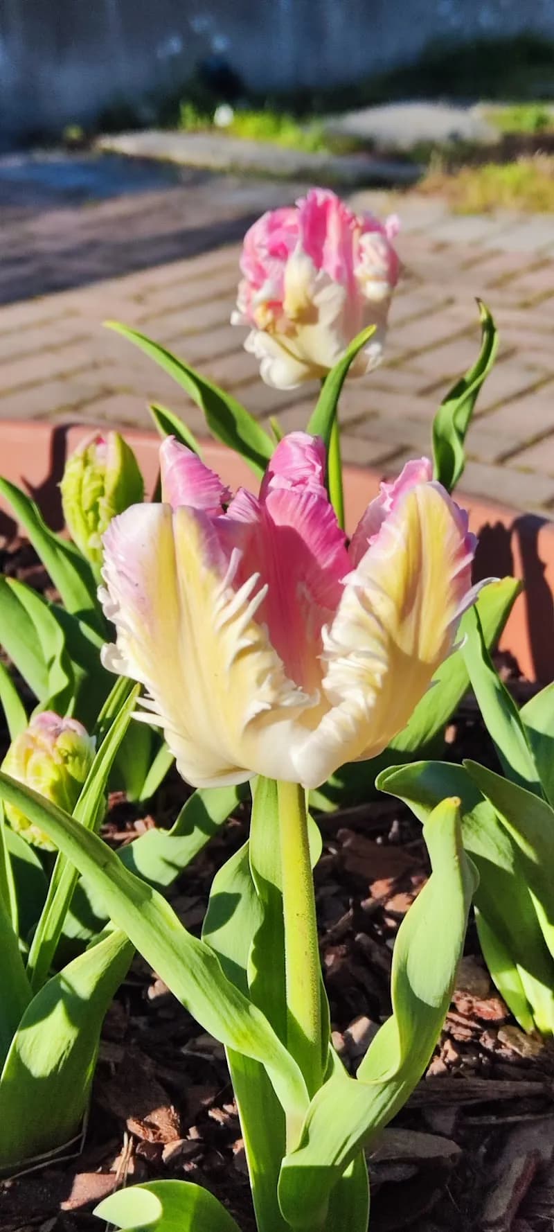 View of Botanical Garden Città Studi in Corsico, Lombardy