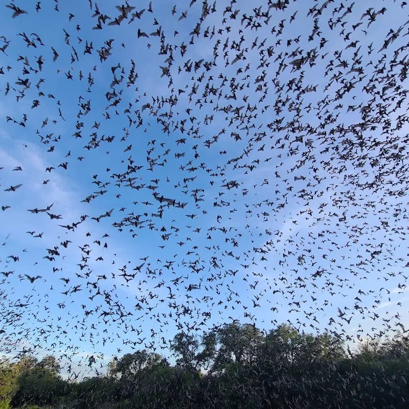 View of Bracken Cave Preserve (Bat Conservation International Inc) in Bulverde, TX