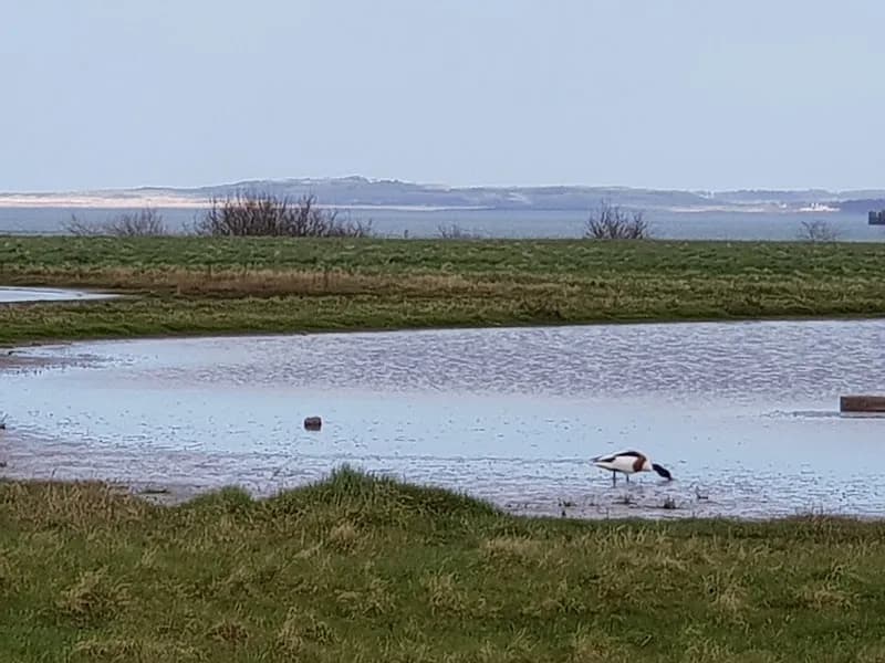 Brunstane Hall Nature Reserve nature in Musselburgh, Scotland