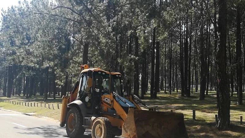 View of Bryanston Pine Forest in Bryanston, GP