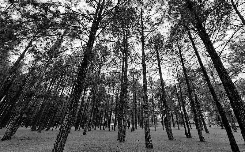View of Bryanston Pine Forest in Bryanston, GP