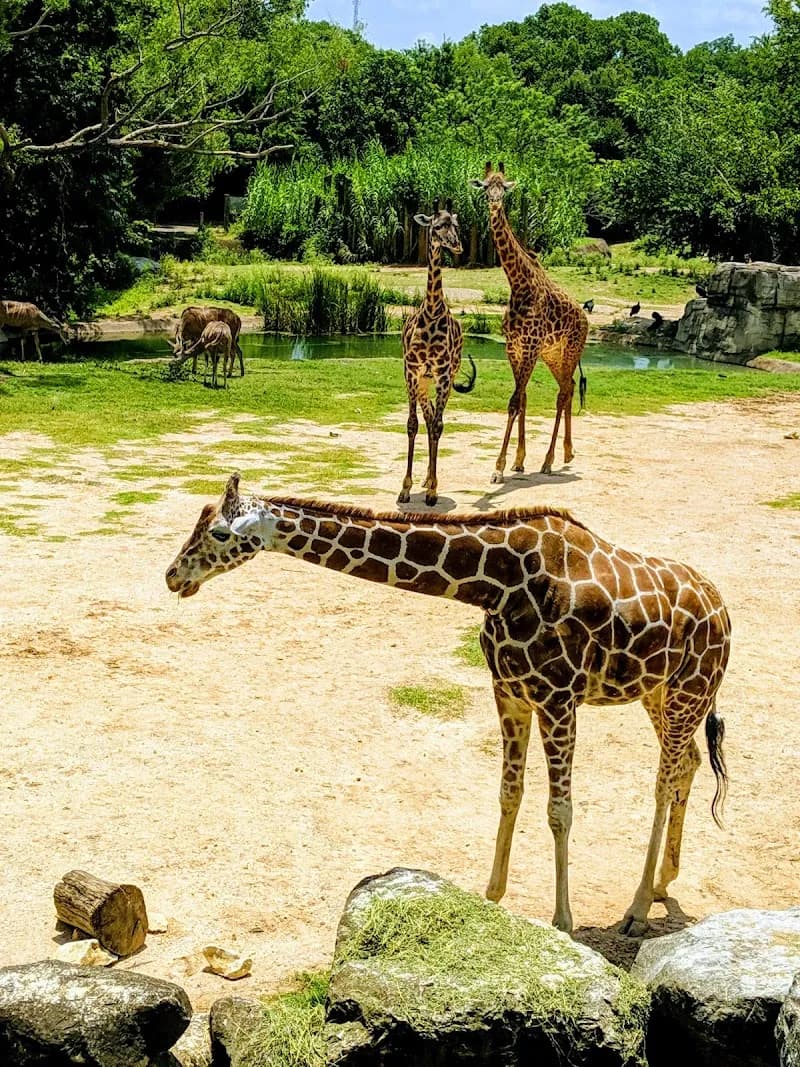 View of Cameron Park Zoo in Waco, TX