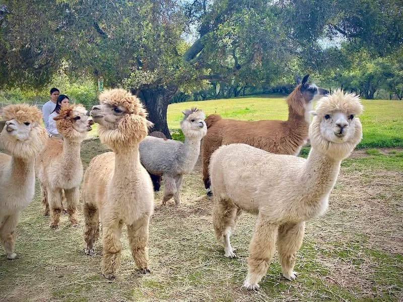 View of Canzelle Alpacas in Santa Barbara, CA