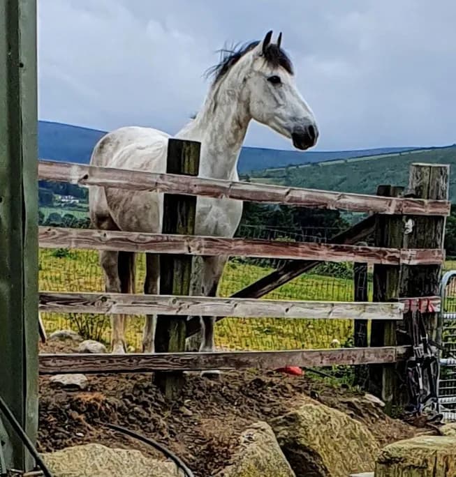 View of Carrickmines Equestrian Centre in Ballsbridge, D