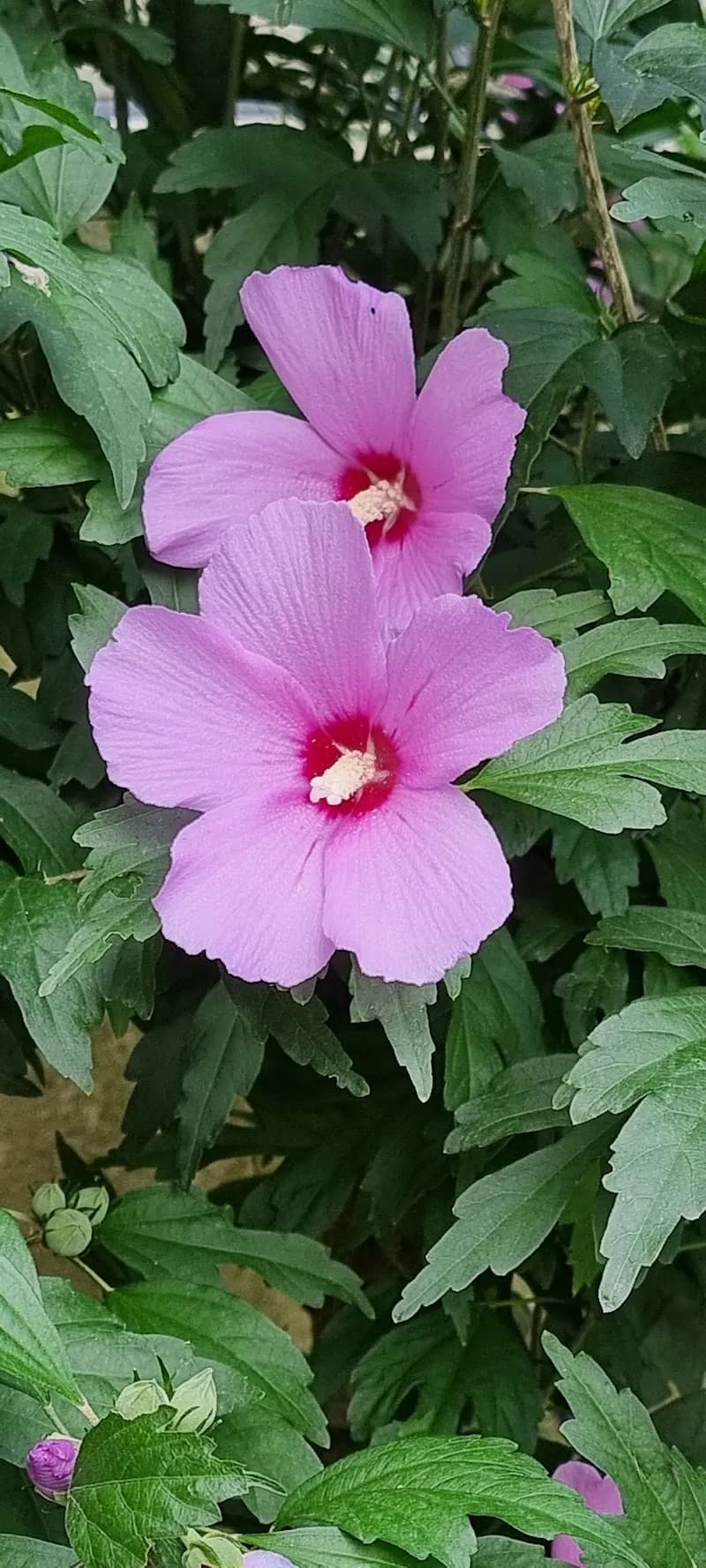 View of Centro Sportivo Montessori in Chirignago, VE