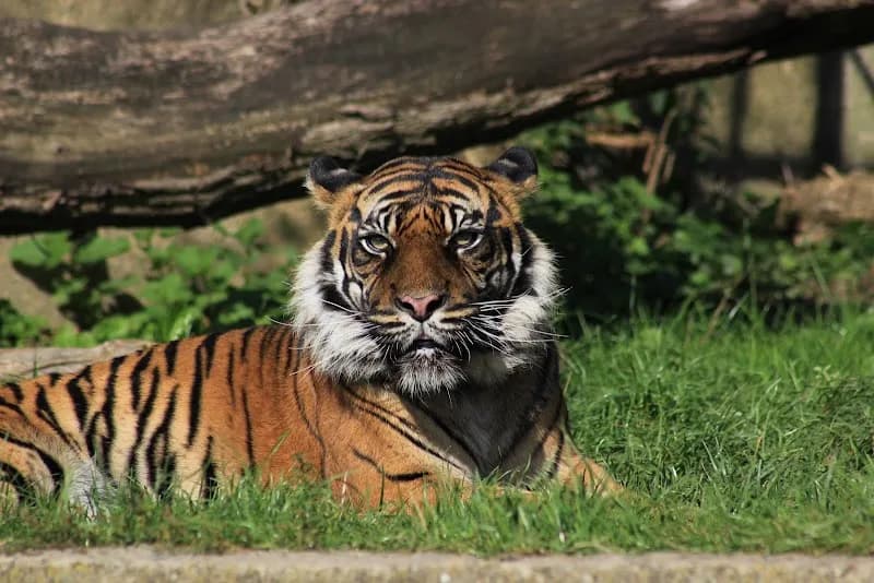 View of City Zoological Garden in Warsaw in Warsaw, MZ