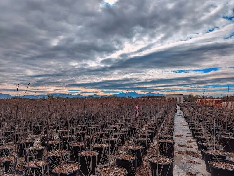 Civano Growers - Wholesale Plant Nursery farm in Civano, AZ