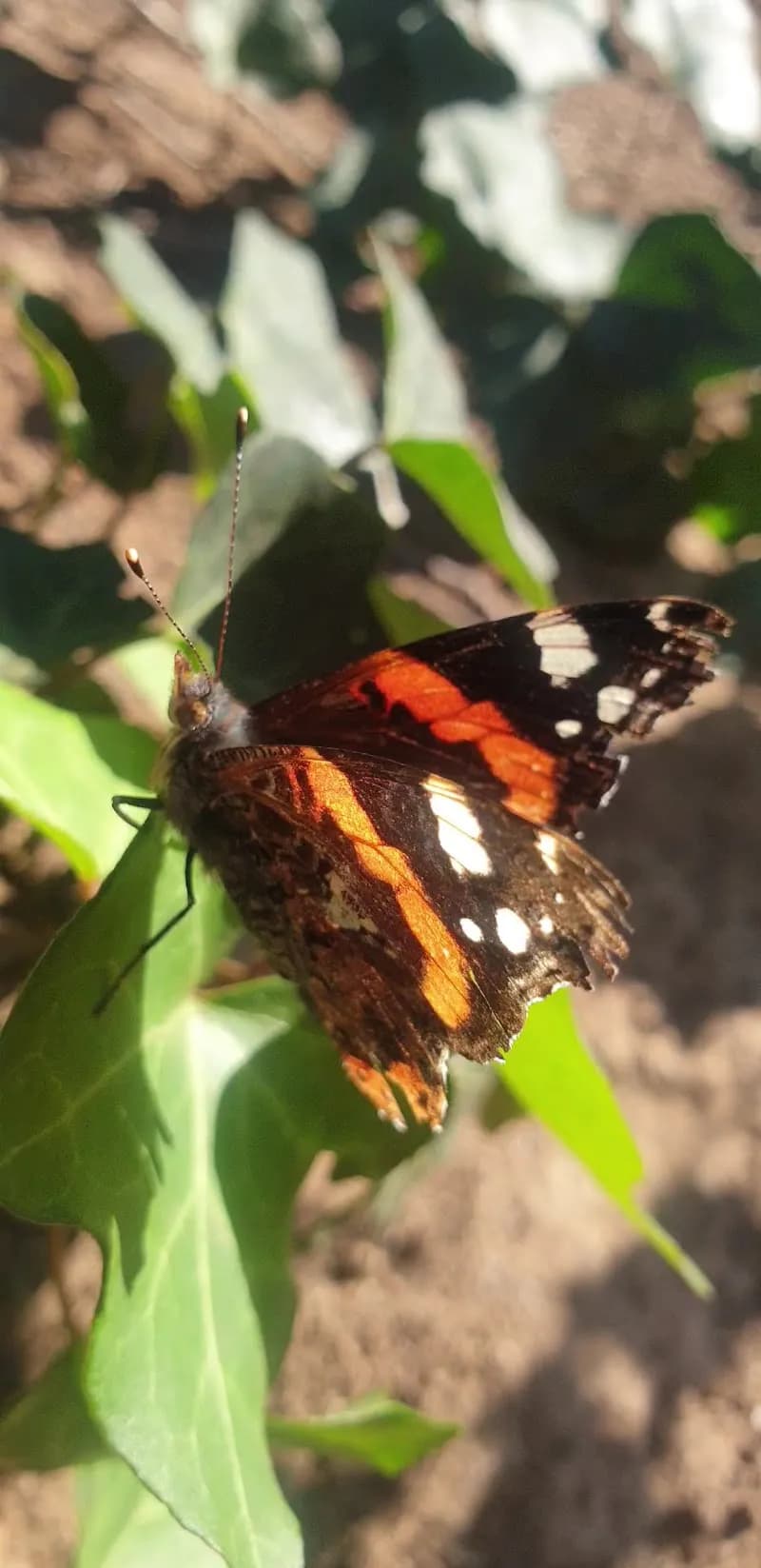 View of Club Natació Molins de Rei in Molins de Rei, CT