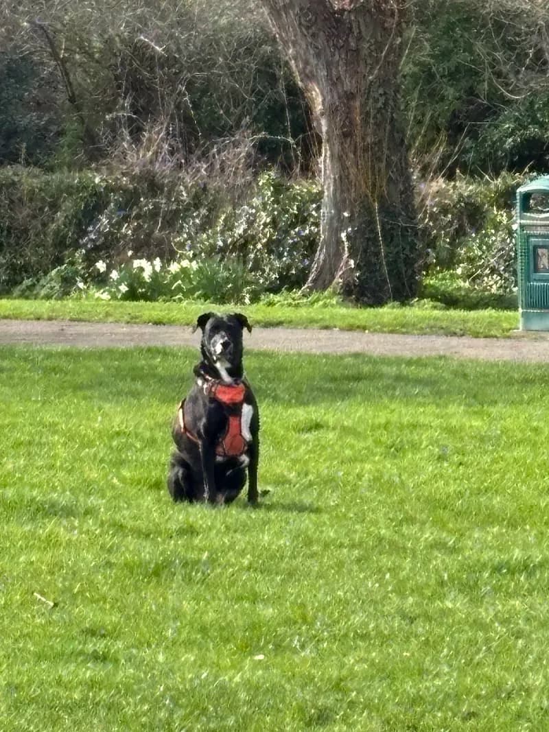 View of Court Recreation Ground in Epsom, London