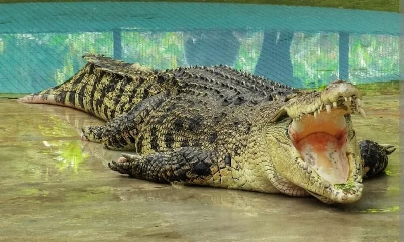 View of Crocodile Adventureland Langkawi in Langkawi, KD