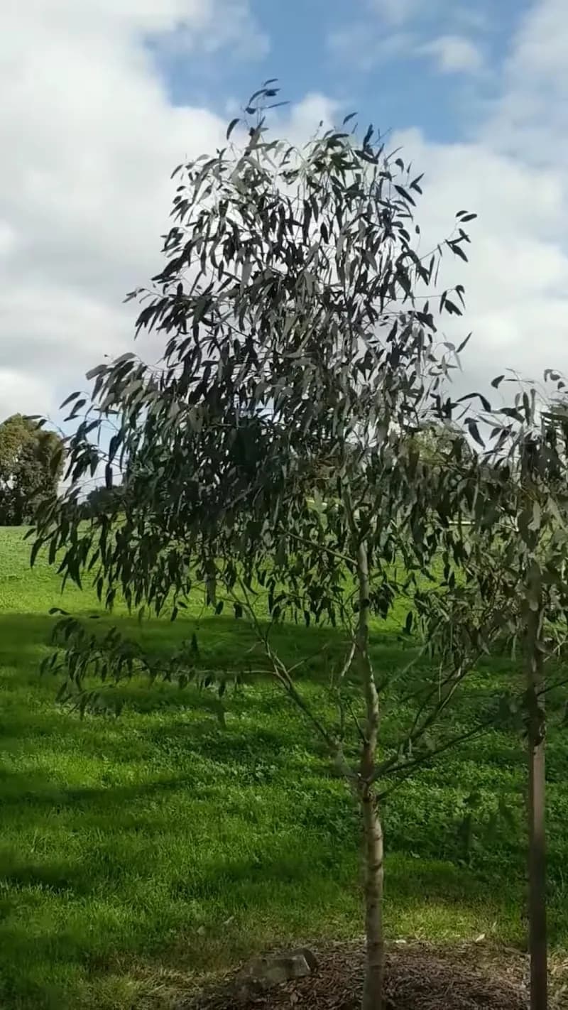 View of Cruickshank Park in Yarraville, VIC