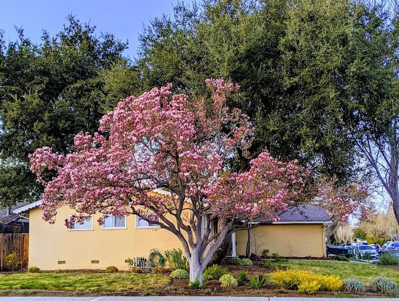 View of Cuesta Park in Mountain View, CA