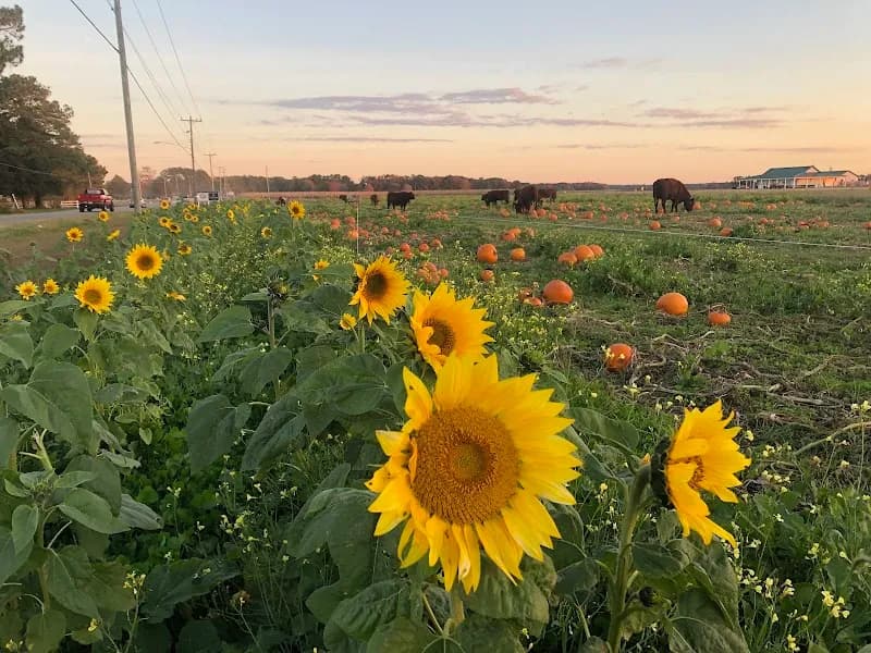 View of Cullipher Farm in Pungo, VA