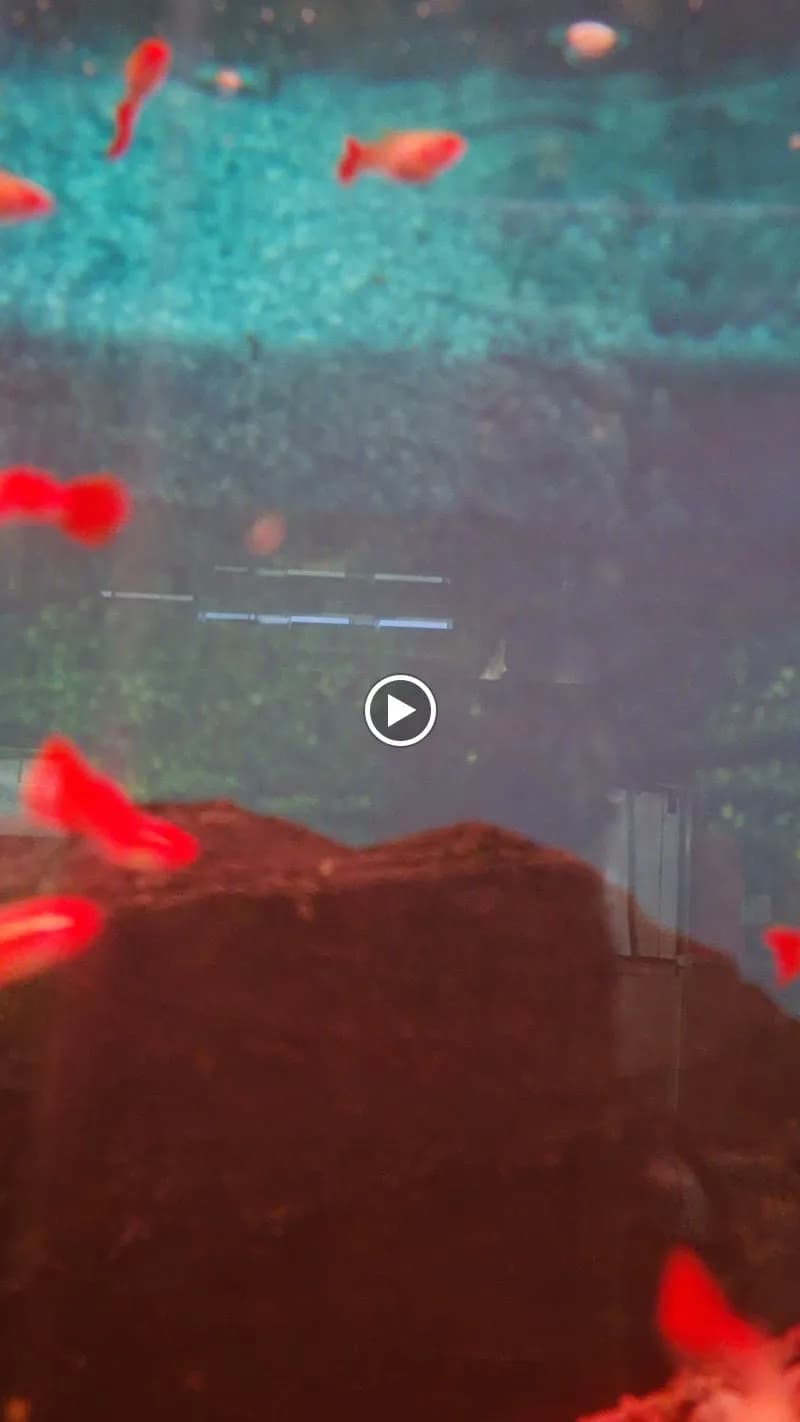 View of daniel aquarium corrarello in Buenos Aires, BA