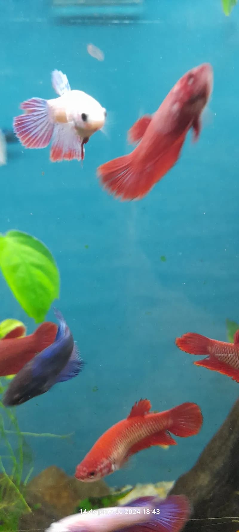 View of daniel aquarium corrarello in Buenos Aires, BA