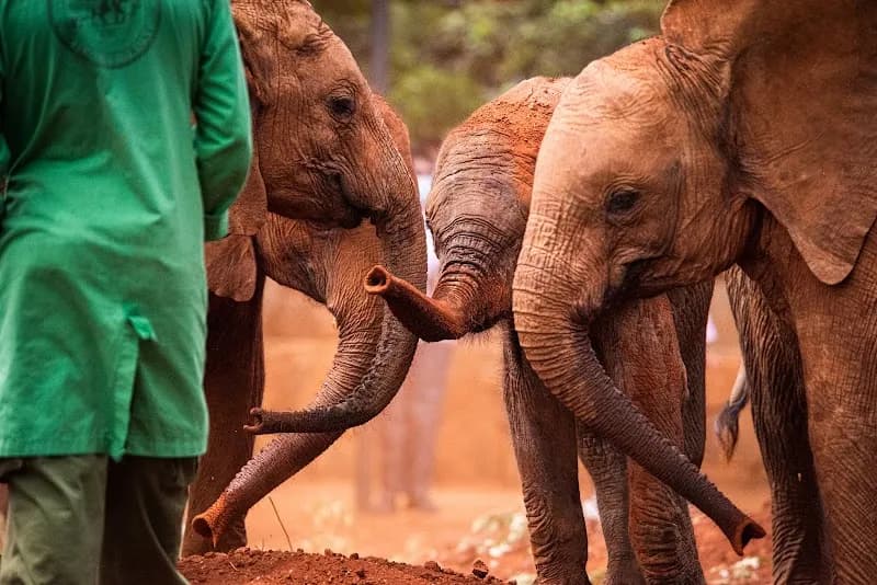 David Sheldrick Wildlife Trust attraction in Langata, Nairobi