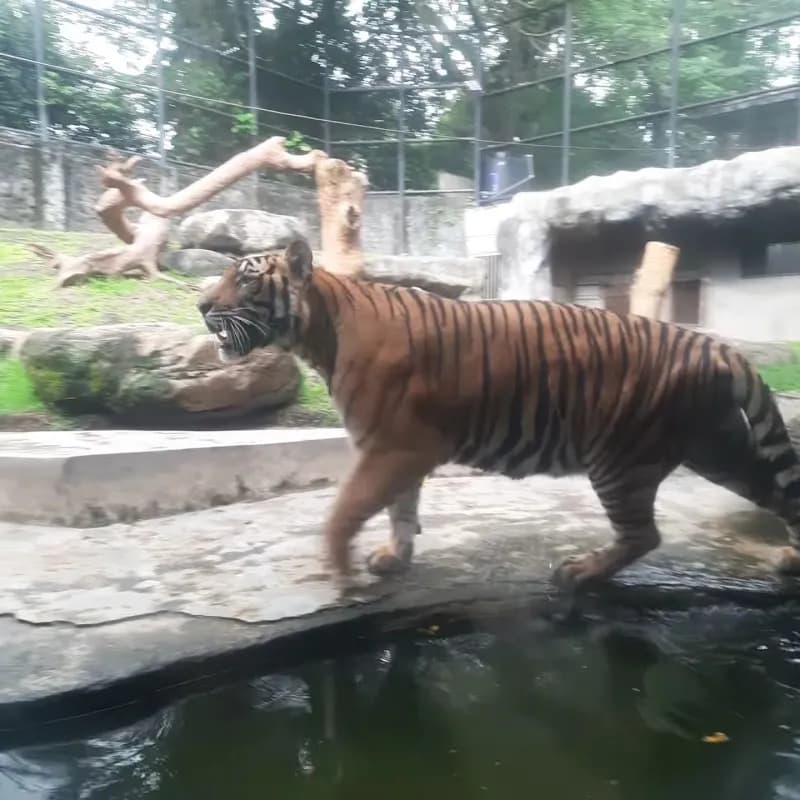 View of Dehiwala Zoological Gardens in Colombo, WP