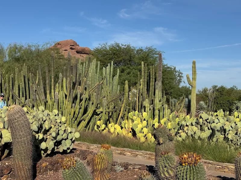 View of Desert Botanical Garden in Tempe, AZ