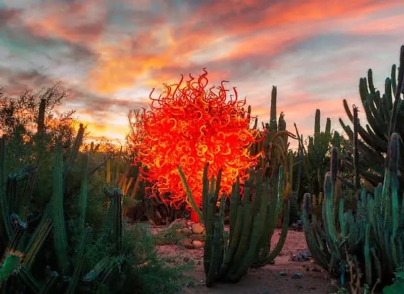 View of Desert Botanical Garden in Tempe, AZ