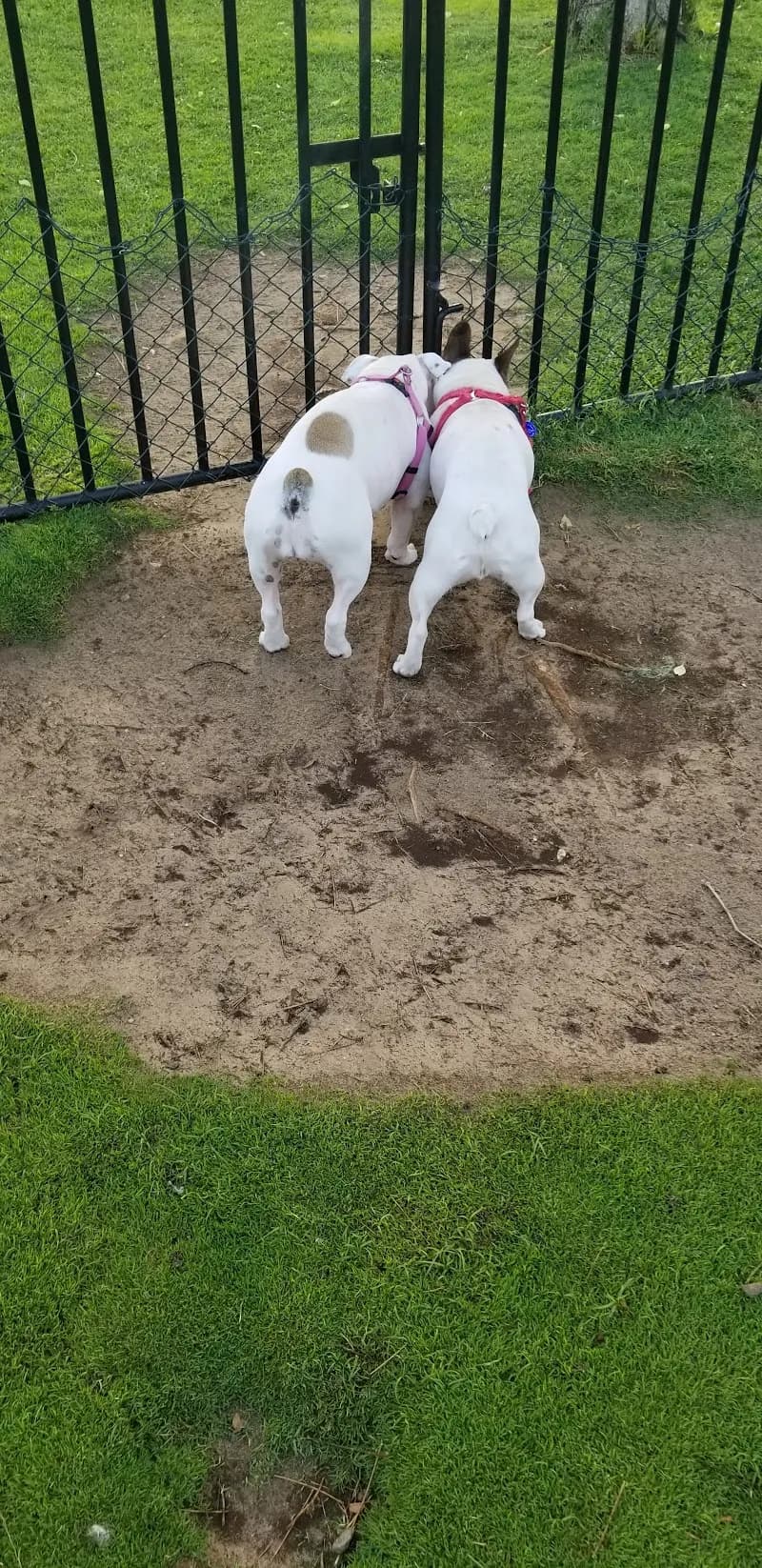 Dog Park Springs 8 dog park in The Springs, Dubai