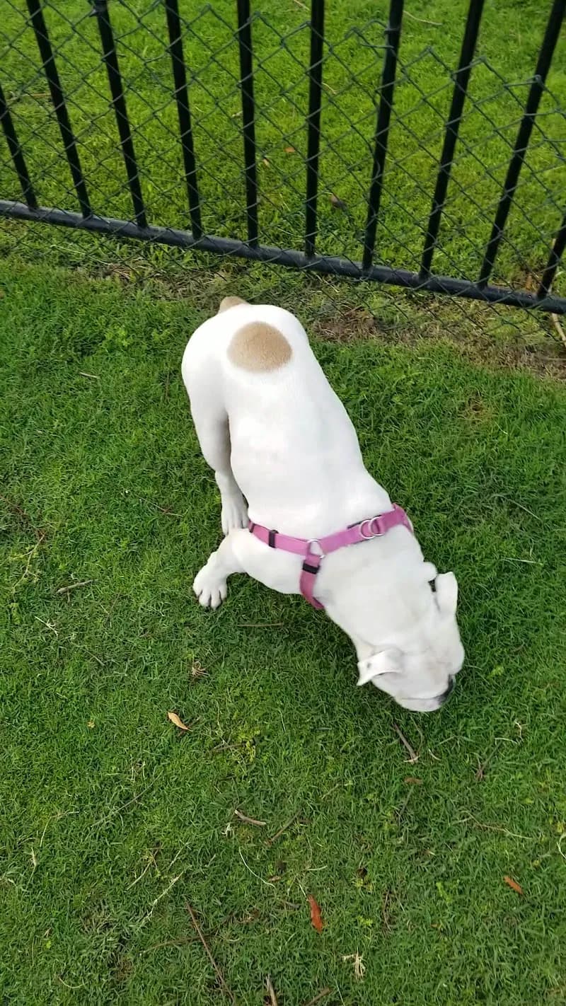 View of Dog Park Springs 8 in The Springs, Dubai