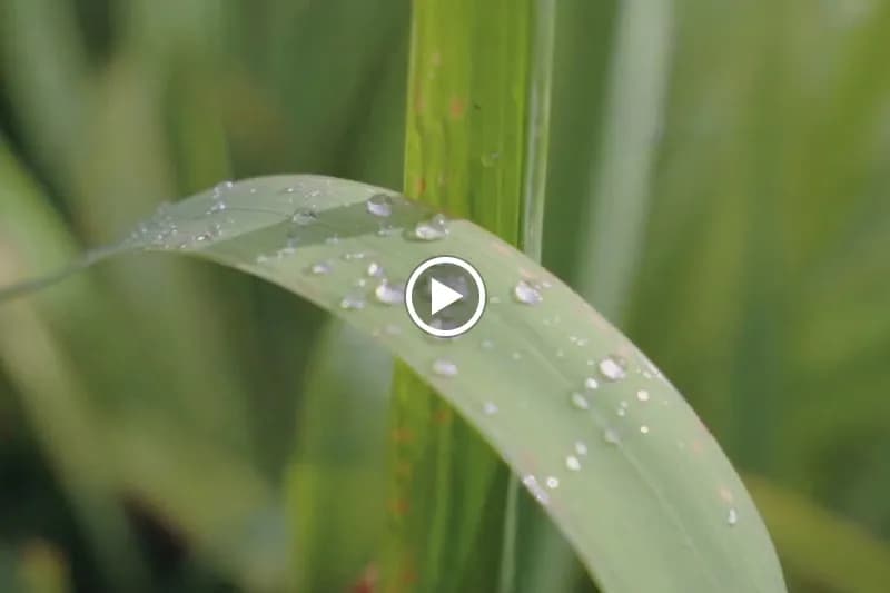 View of Doi Saket Botanical Garden in Doi Saket, CM