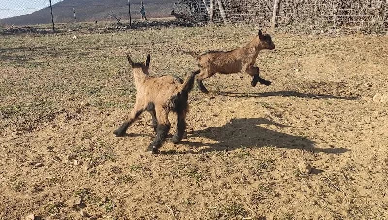 DomaFarm | farmlátogatás és napközis nyári tábor farm in Törökbálint, Budapest
